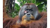 Orangutan seen treating wound with traditional plant medicine in first for wild animals