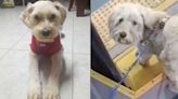Tras conocerse el video de perro abandonado en TransMilenio, conductor le dio un final feliz a la historia y lo adoptó