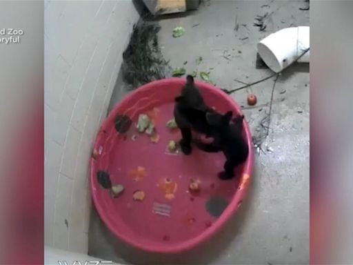 CAUGHT ON CAMERA: Orphaned black bear cubs wrestle in pool - KYMA