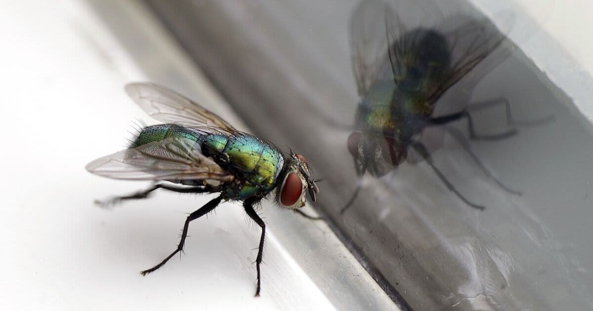 Get rid of flies using cheap household item they can't stand