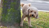 Dog urine row erupts after police staff member tells owner to clean up