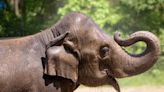 St. Louis Zoo elephant Rani dies after dog spooks herd
