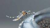 Contrarreloj: buscan terminar con el mosquito tigre rumbo a París 2024