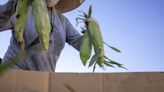 Corn drives US food policy. But big business, not Midwestern farmers, reaps the reward | Opinion