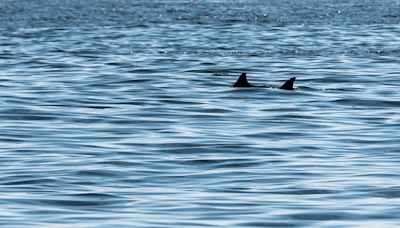 Nuevo ataque de tiburón a un pescador sacude a Florida - El Diario NY