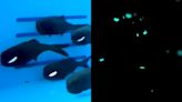 Flashlight Fish Wear Glow-in-the-Dark Bacteria Eyeliner