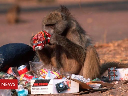 Os animais que estão invadindo cidades atrás de lixo