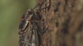 Here's how you can safely eat a cicada, according to South Carolina experts