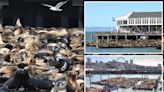 Barking mad! Record number of sea lions swarm famed San Francisco pier