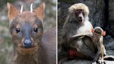Brooklyn’s Prospect Park Zoo re-opens with adorable new baby animals and this rare species