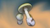 World's deadliest mushroom may be adapting to spread faster