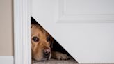 Instagram Is Loving This Nearly Invisible Indoor Cat Door — ‘It Was 100% Worth Cutting My Door For’