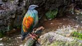 Not so dead as a dodo: ‘De-extinction’ plan to reintroduce bird to Mauritius