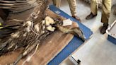 White-rumped vulture rescued in Adyar dies of dehydration