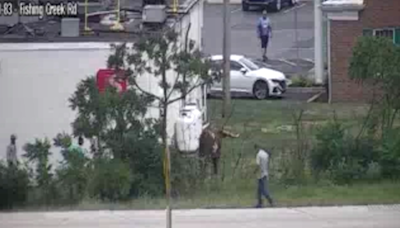 Texas Longhorn bull runs wild near highway off-ramp in York County