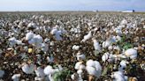 Our robot harvests cotton by reaching out and plucking it, like a lizard’s tongue snatching flies