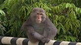 民眾餵食獼猴畫面PO網惹議 最高可罰一萬元