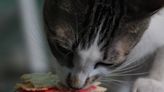 Thanks, Garfield: How to get free Chewy ‘lasagna’ for your cat (or dog)