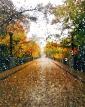 When autumn leaves fall in rain in 2019 | Autumn rain, Autumn cozy ...