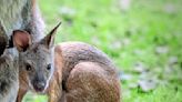 Wallaby joey recently born at Pittsburgh Zoo & Aquarium