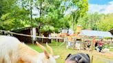 TikTok loves this NC pumpkin patch. It has goats and it’s in the Triangle