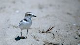 Unleashed dogs near Santa Ana River mouth threaten at-risk birds. Humans are partly to blame