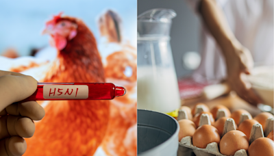 Can You Get Bird Flu From Eggs and Milk? Everything to Know About Avian Influenza