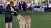 For these hounds and humans, dog show a couples' competition