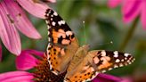 A Record-Breaking 2600 Miles – First Recorded Atlantic Crossing by Butterflies