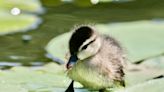 Help baby wildlife get off to a great start this spring: Morgan Paskert