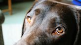 Puppy-dog eyes didn’t just evolve to influence humans, study finds