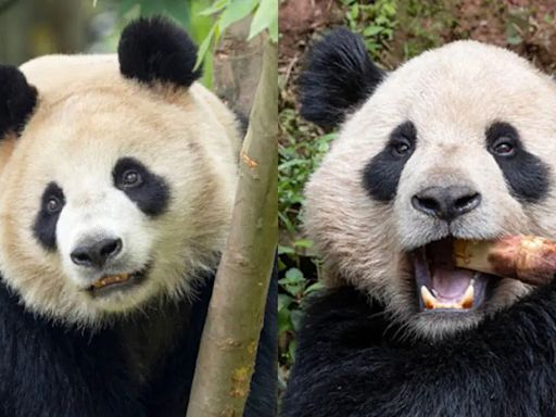 ¡Ternura total! Conoce a Yun Chuan y Xin Bao los nuevos pandas gigantes del San Diego Zoo