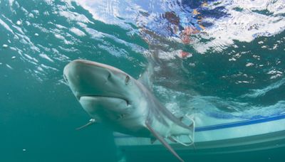 More shark bites than anywhere else: Why is NSB the "Shark Bite Capital of the World?"