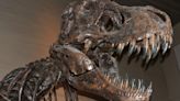 Deep-snouted dinosaur species roamed ancient China, reveals fossil