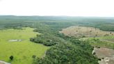 re.green e Microsoft firmam acordo para restaurar 16 mil hectares de florestas tropicais