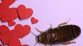 People Can Name an Ex After a Rat or Roach at the San Antonio Zoo for Valentine's Day