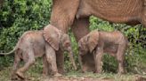 出生率僅1%！肯亞雙胞胎小象誕生 網友一秒被融化