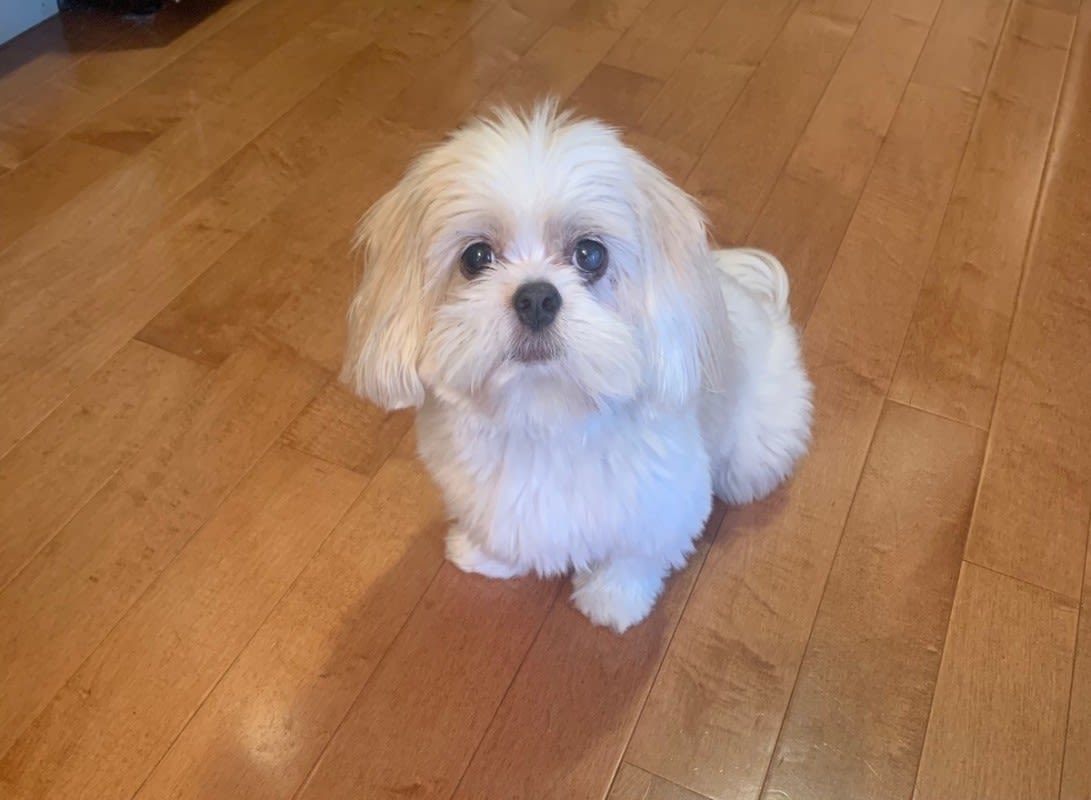 Ancestry DNA Proved My 'Purebred' Shih-Tzu Is an Adorable Little Imposter