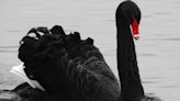 Coate Water Country Park rare black swan dies