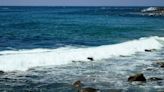 Sea creature puts on ‘rare’ show for California tour boat and beachgoers. ‘What a day!’