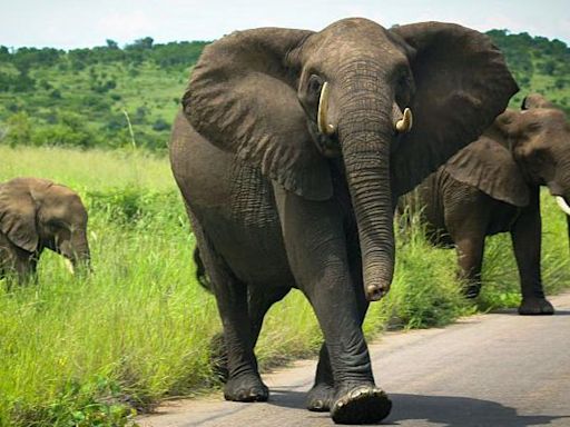 Elephants trample Spanish man to death in S Africa