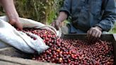 Exportação de café verde do Brasil salta 90% em maio; receita total supera US$1 bi Por Reuters