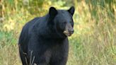What's behind the increase in bear nuisance complaints in the Lower Peninsula?