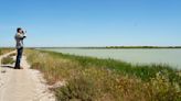 Veta La Palma, el refugio anti cambio climático de Doñana donde caben 300.000 aves