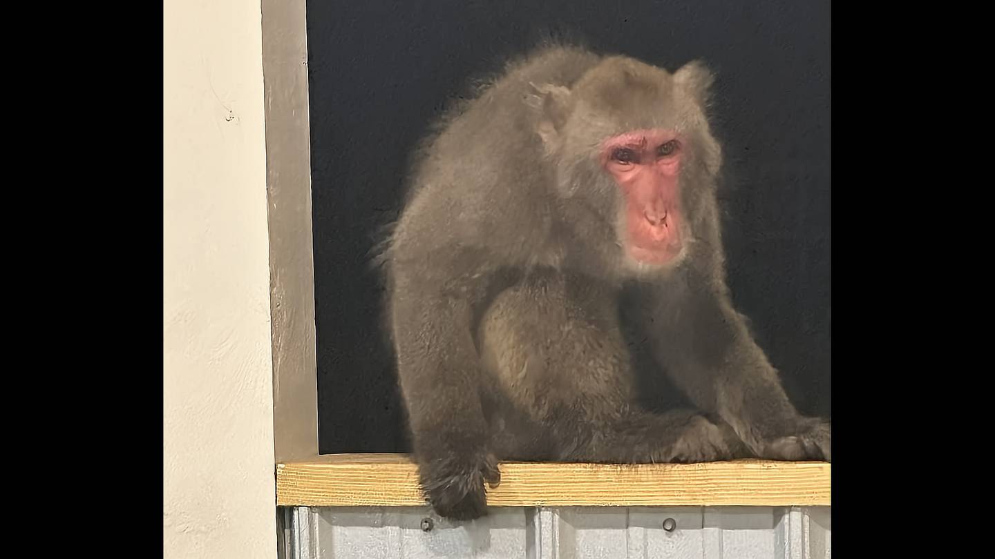 Search continues for monkey that escaped South Carolina home
