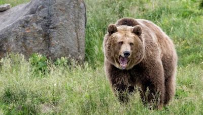 Popular National Park Trail Closed Following Grizzly Attack