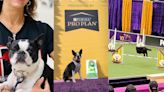 Tallahassee talent was on display during Westminster dog show events. Meet the 3 local competitors