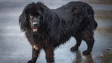 Stubborn Newfoundland Refusing to Come Inside Couldn't Care Less About the Stormy Weather