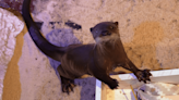 Clearwater Marine Aquarium welcomes new otter, ‘Opie,’ to exhibit