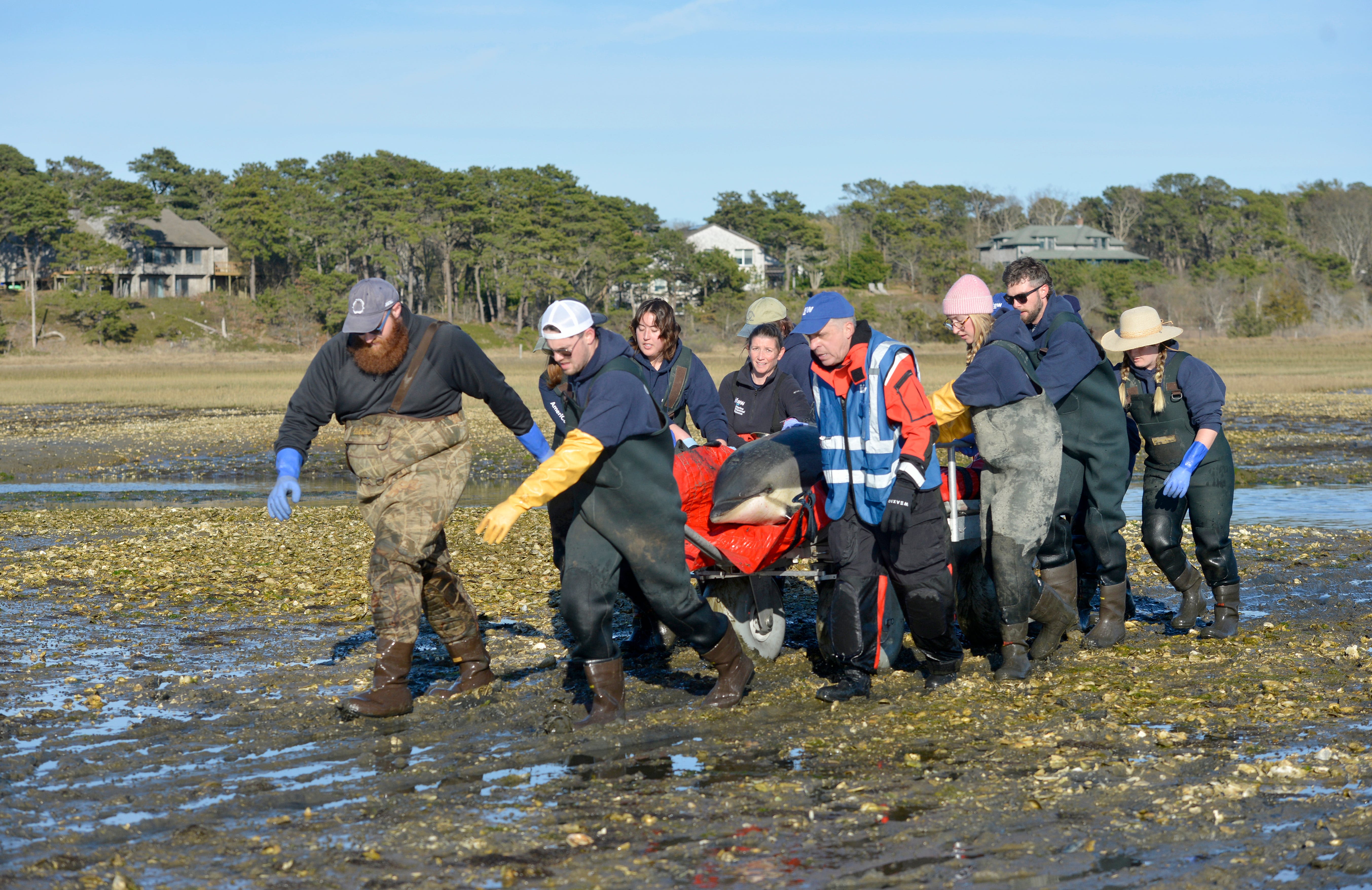 Eleven dolphins trapped in mud off Wellfleet. Rescuers worked for hours to save them.